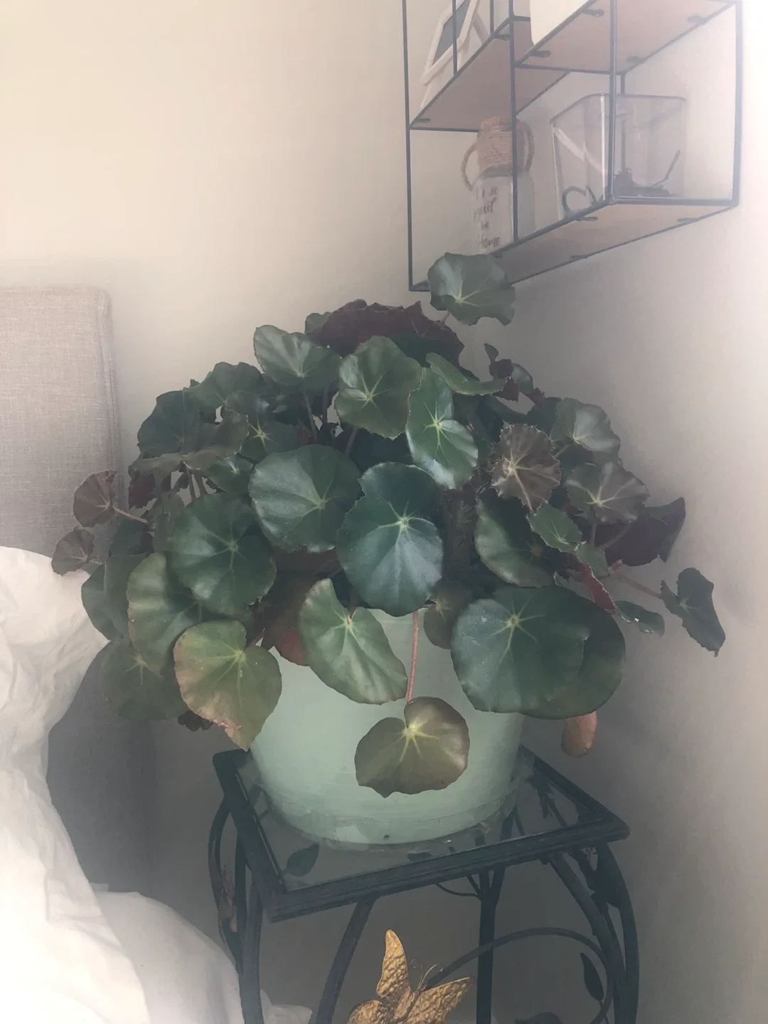 Houseplant in Green Pot image indicator(2)