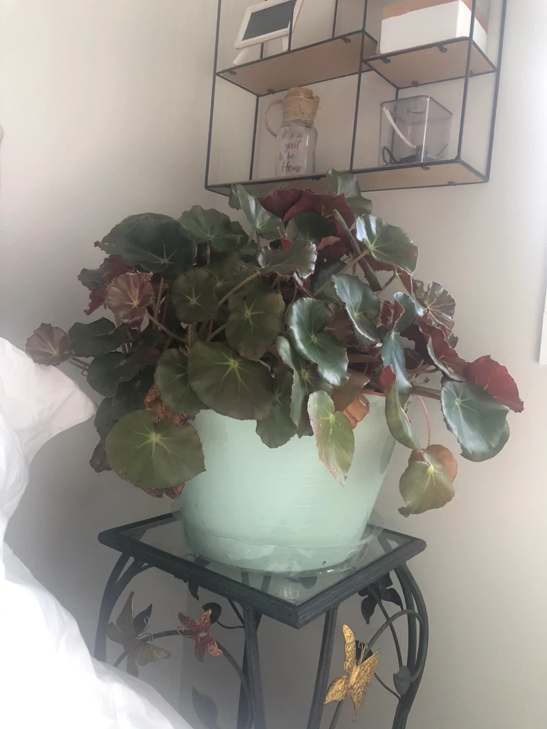 Houseplant in Green Pot