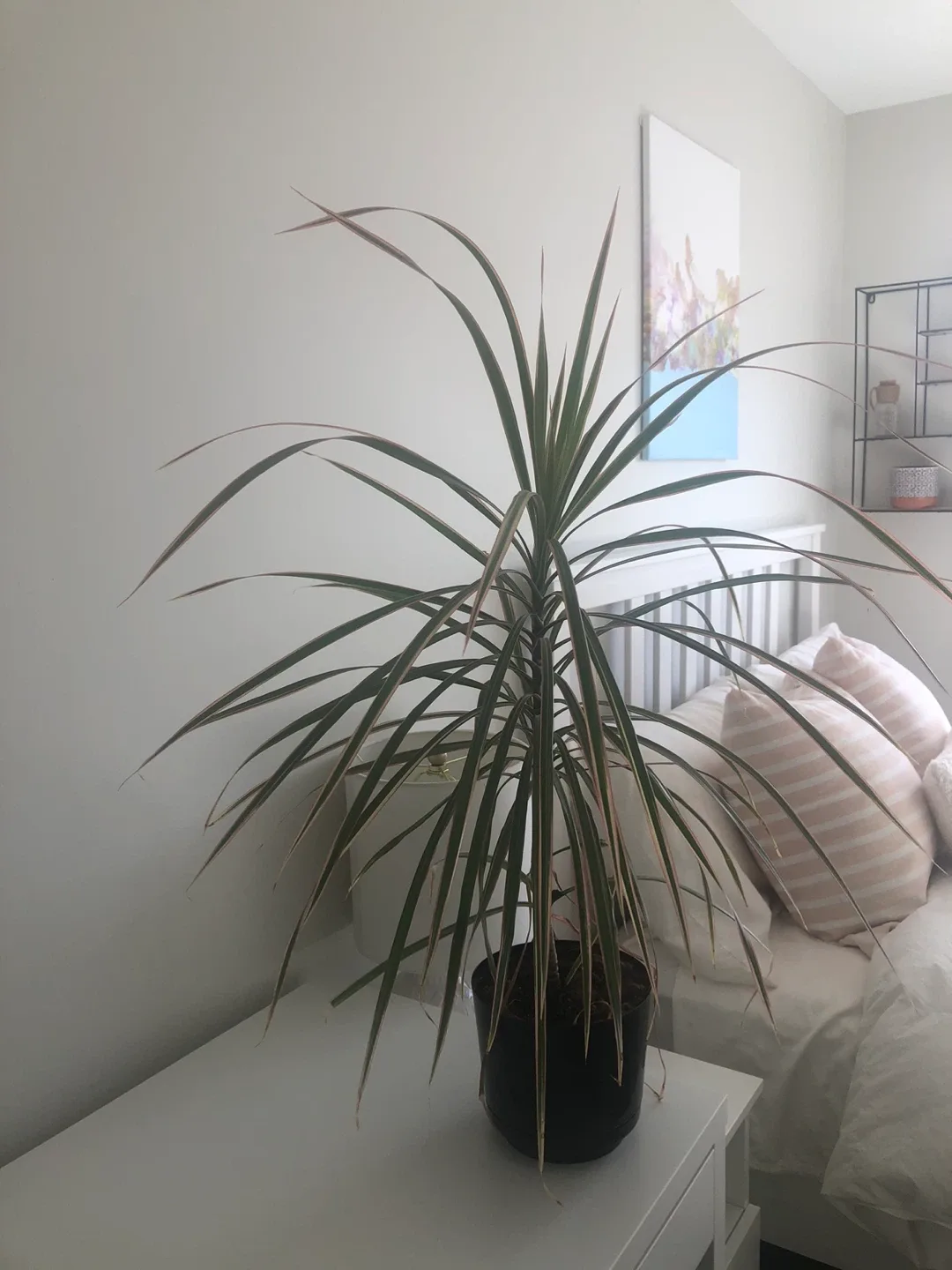 Potted Dracaena Marginata Plant
