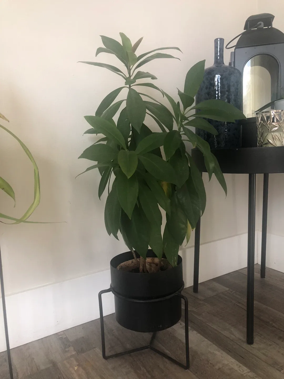 Potted Plant with Black Stand