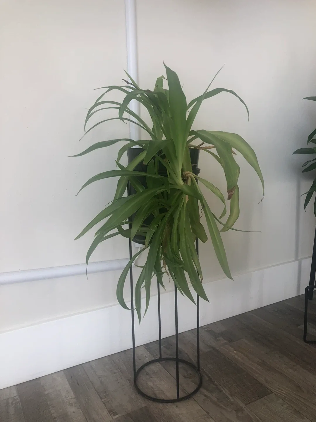 Plant on Modern Metal Stand