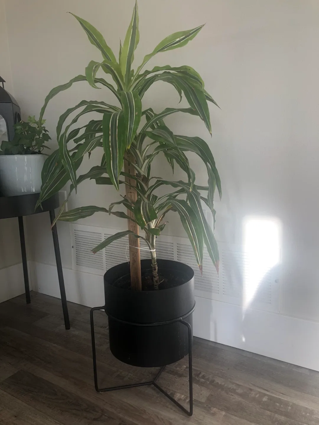 Potted Dracaena Plant with modern Black Stand