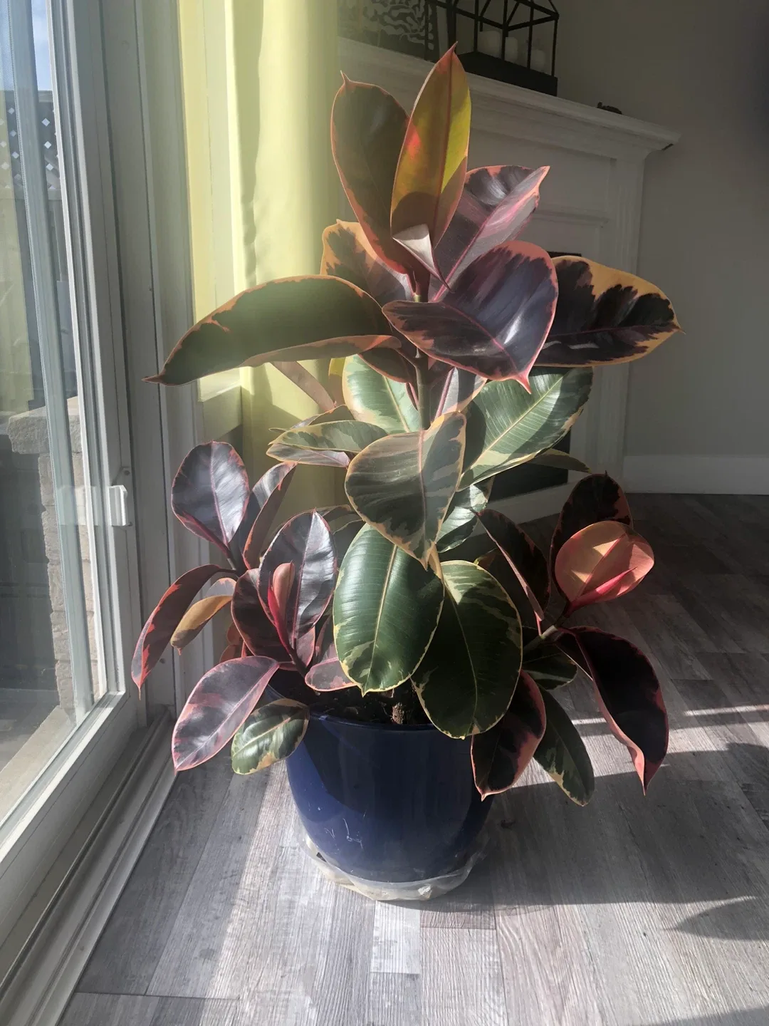 Ficus Elastica Ruby Plant