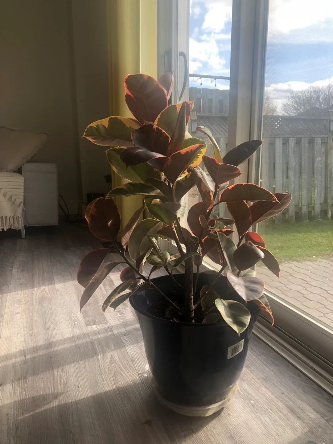 Ficus Elastica Ruby Plant image indicator(2)