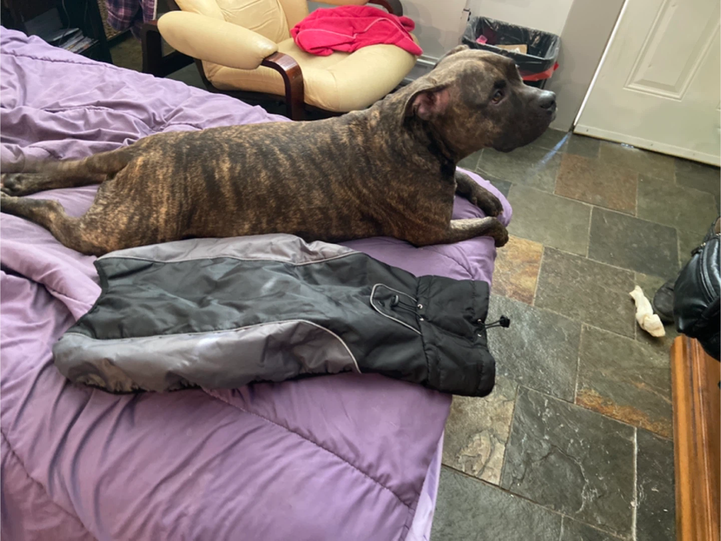 Dog coat size 4XL - photo 2