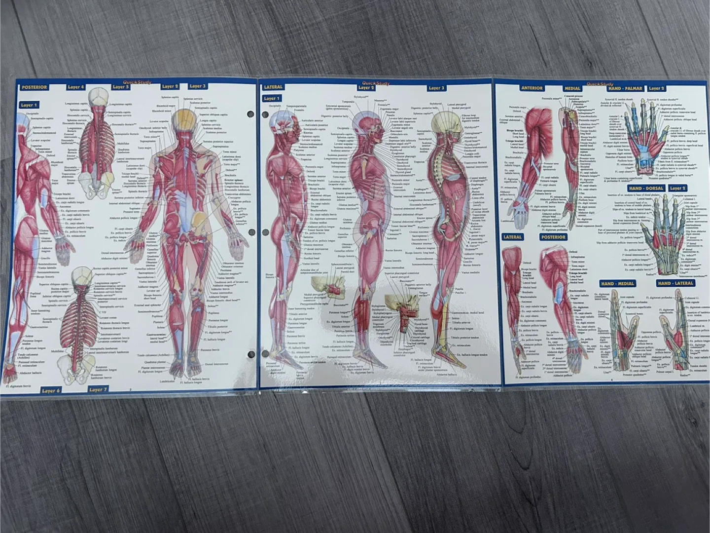 4 sets: Anatomy & Skeletal & Muscular & Anatomy Terms image indicator(6)
