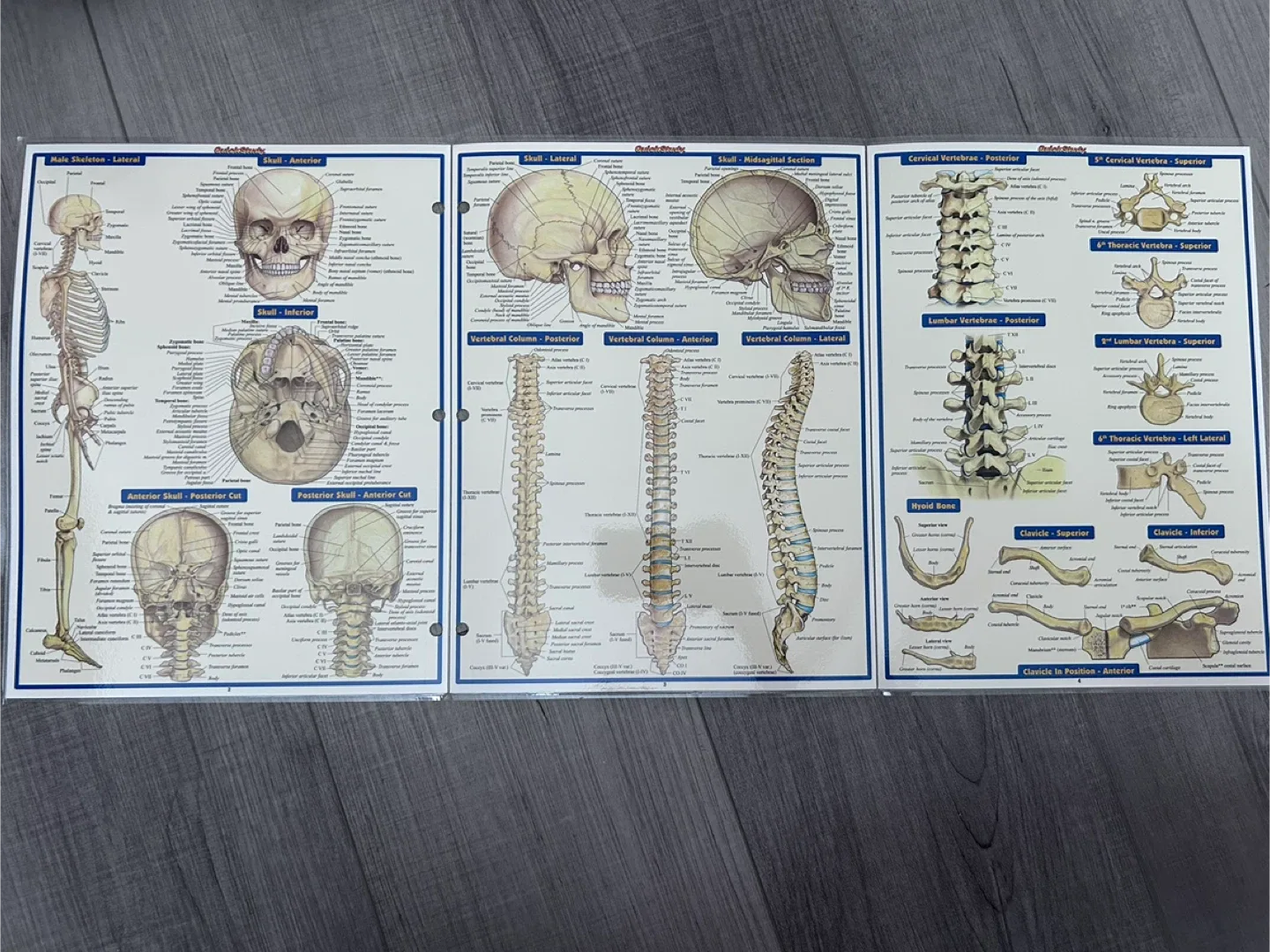 4 sets: Anatomy & Skeletal & Muscular & Anatomy Terms image indicator(4)
