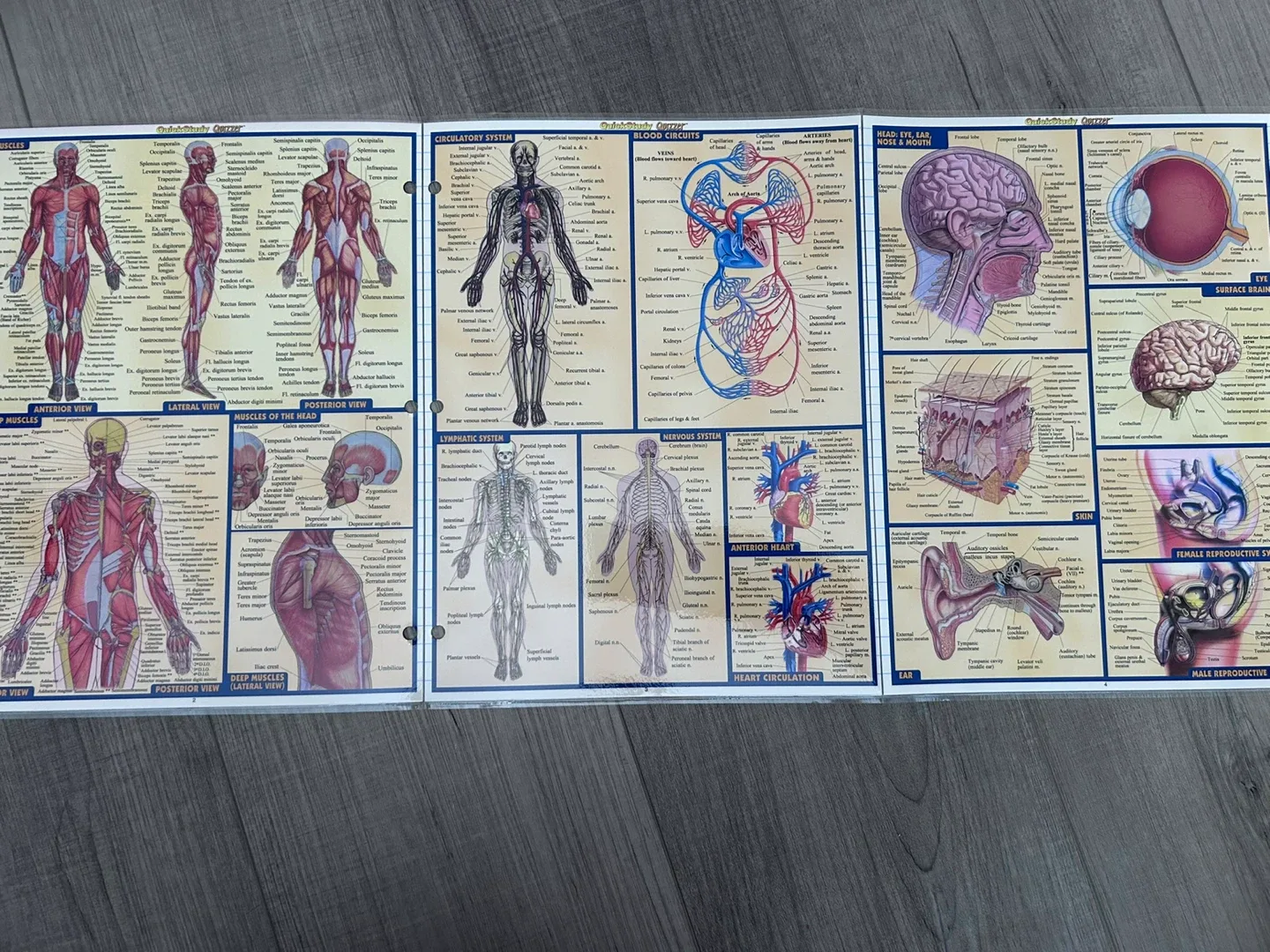 4 sets: Anatomy & Skeletal & Muscular & Anatomy Terms image indicator(2)