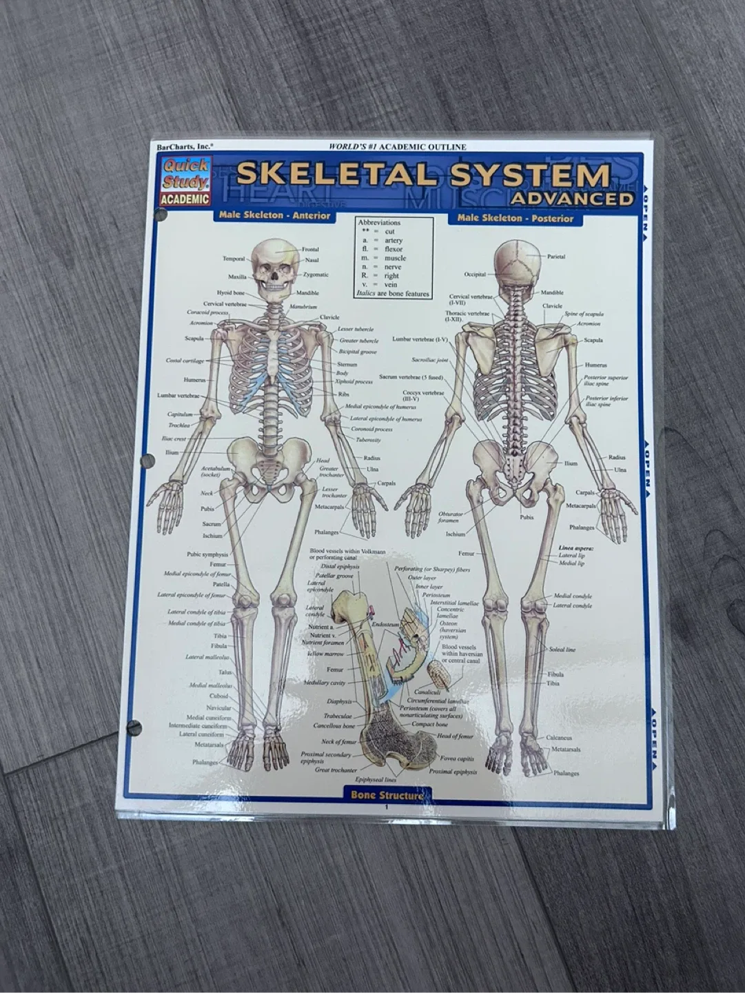 4 sets: Anatomy & Skeletal & Muscular & Anatomy Terms image indicator(3)