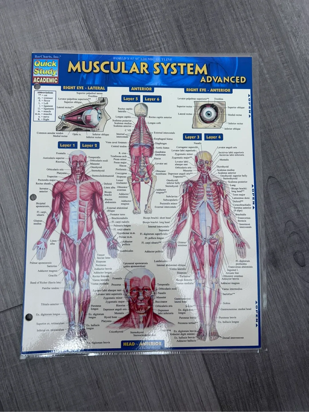 4 sets: Anatomy & Skeletal & Muscular & Anatomy Terms image indicator(5)