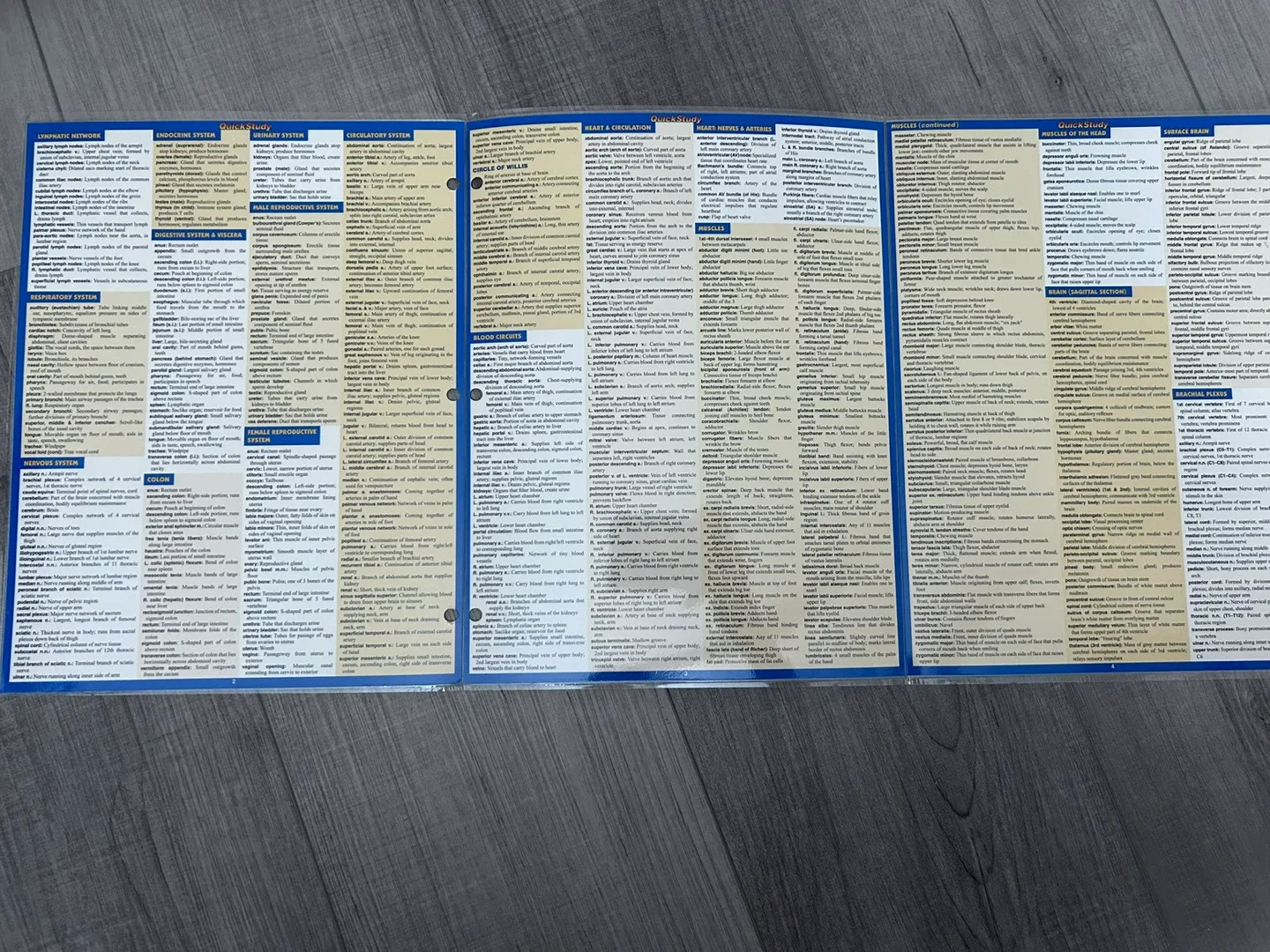 4 sets: Anatomy & Skeletal & Muscular & Anatomy Terms image indicator(8)