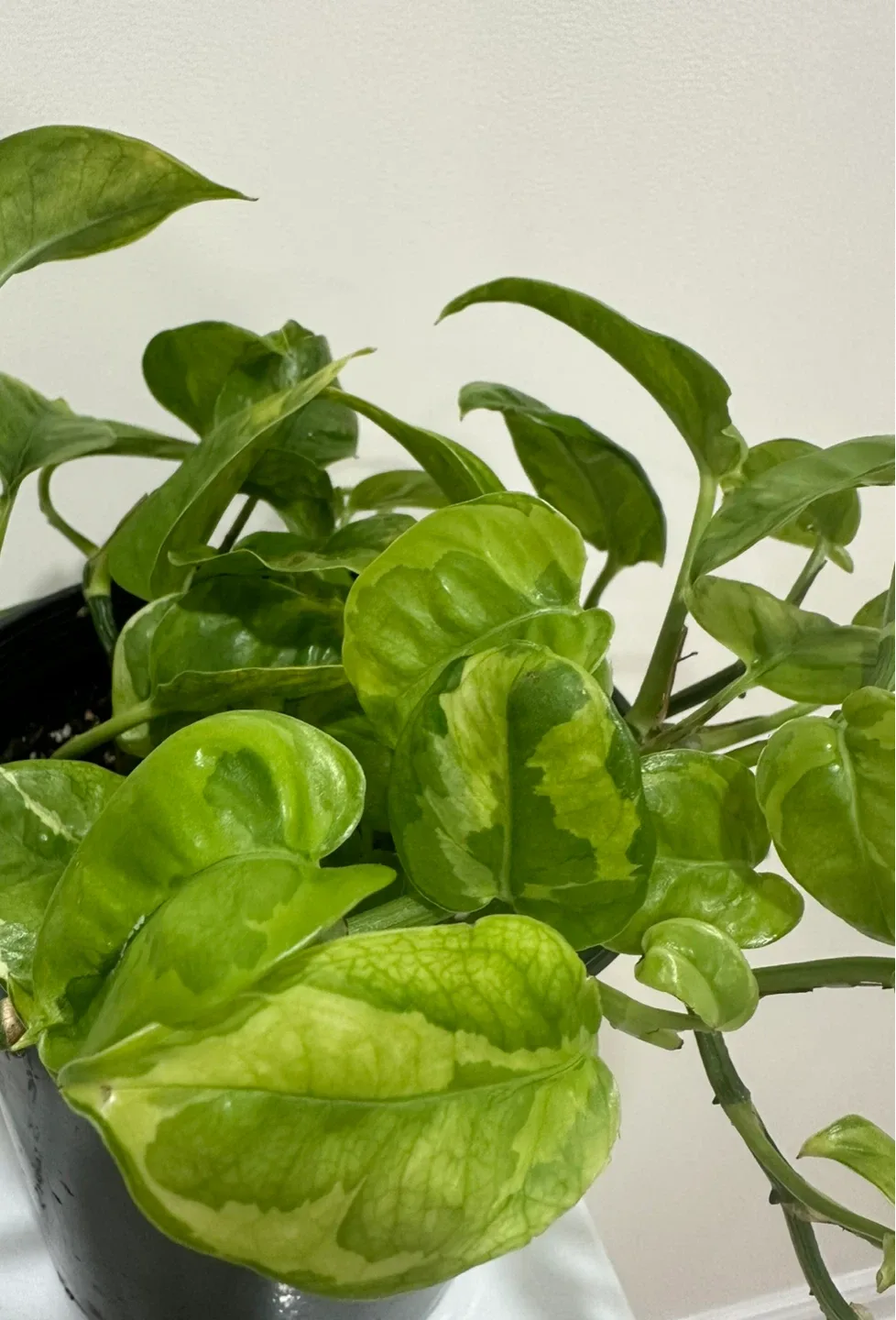 Rare lemon meringue pothos CUTTINGS image indicator(2)