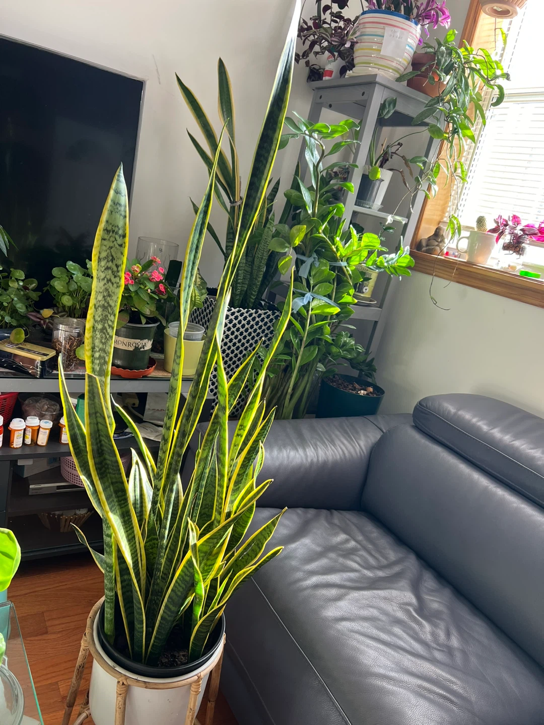 My Super collection Snake Plant with White Pot and stand - photo 3