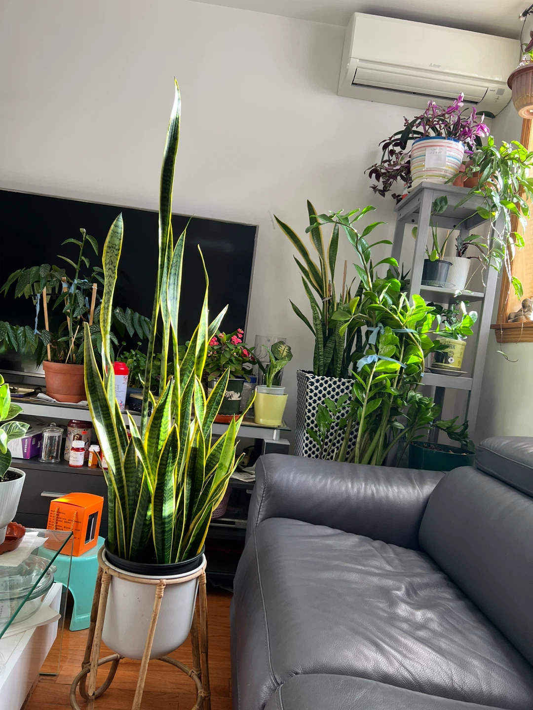 My Super collection Snake Plant with White Pot and stand