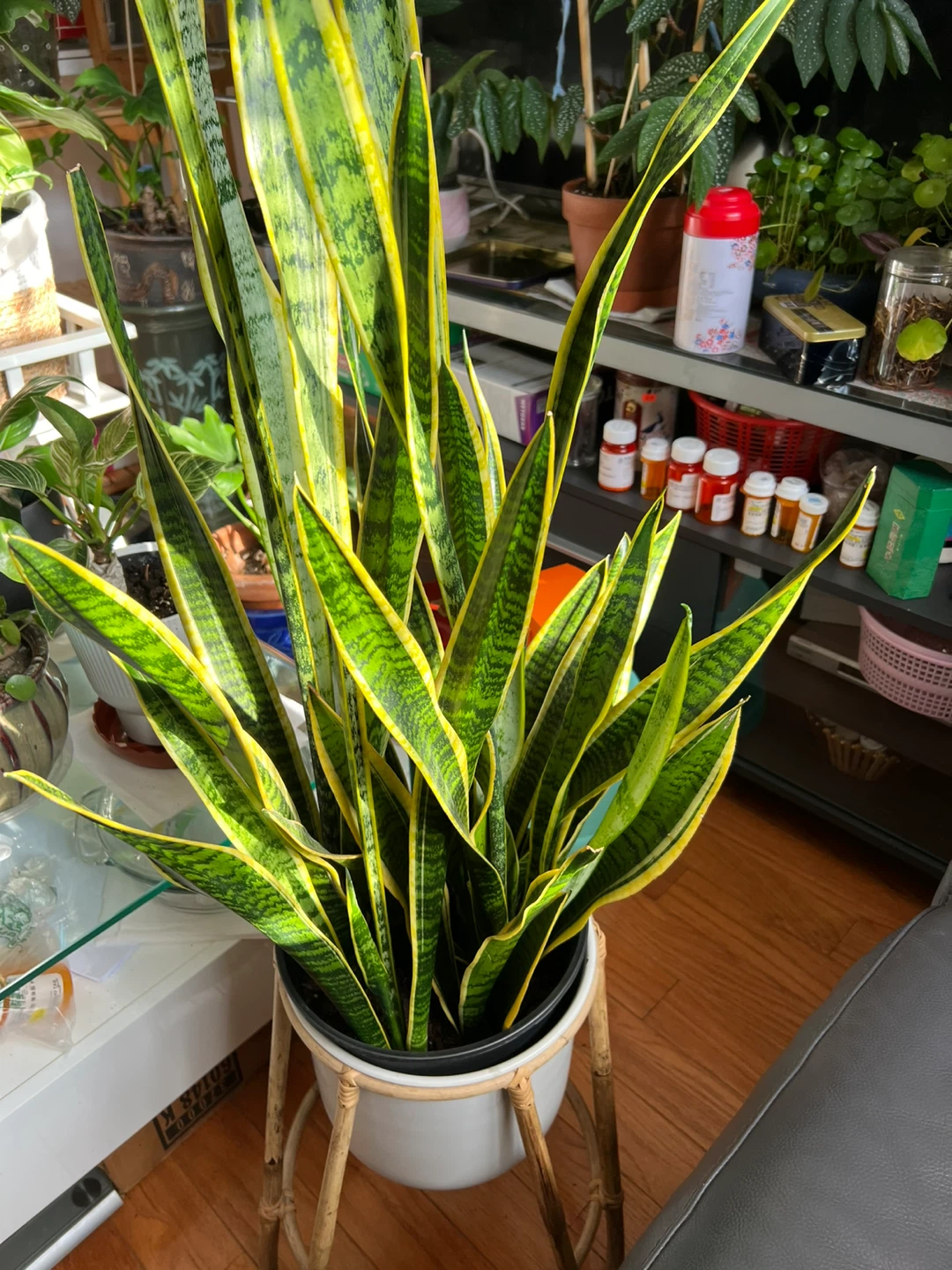 My Super collection Snake Plant with White Pot and stand - photo 4