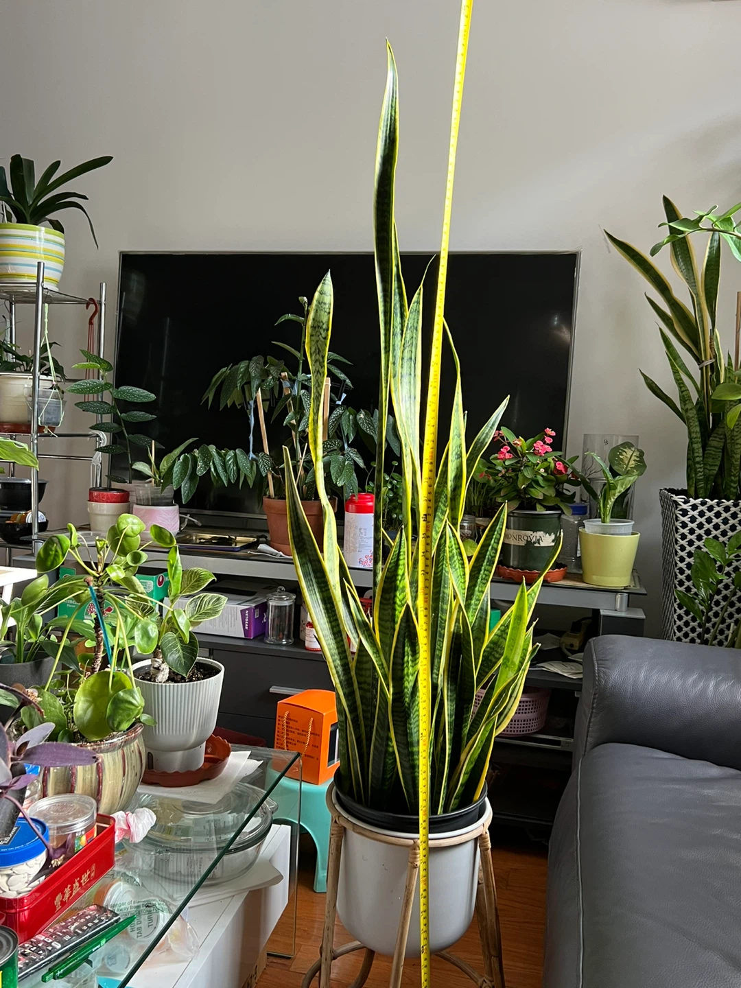 My Super collection Snake Plant with White Pot and stand - photo 5