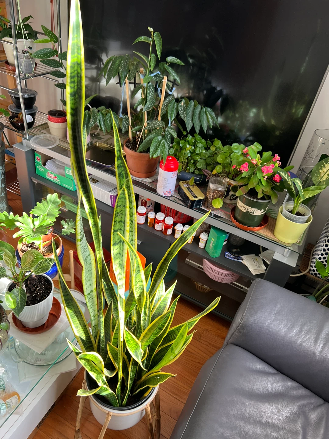 My Super collection Snake Plant with White Pot and stand - photo 2