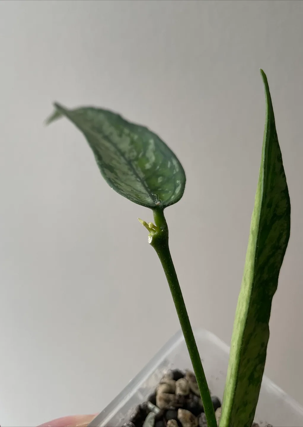 Hoya plant image indicator(2)