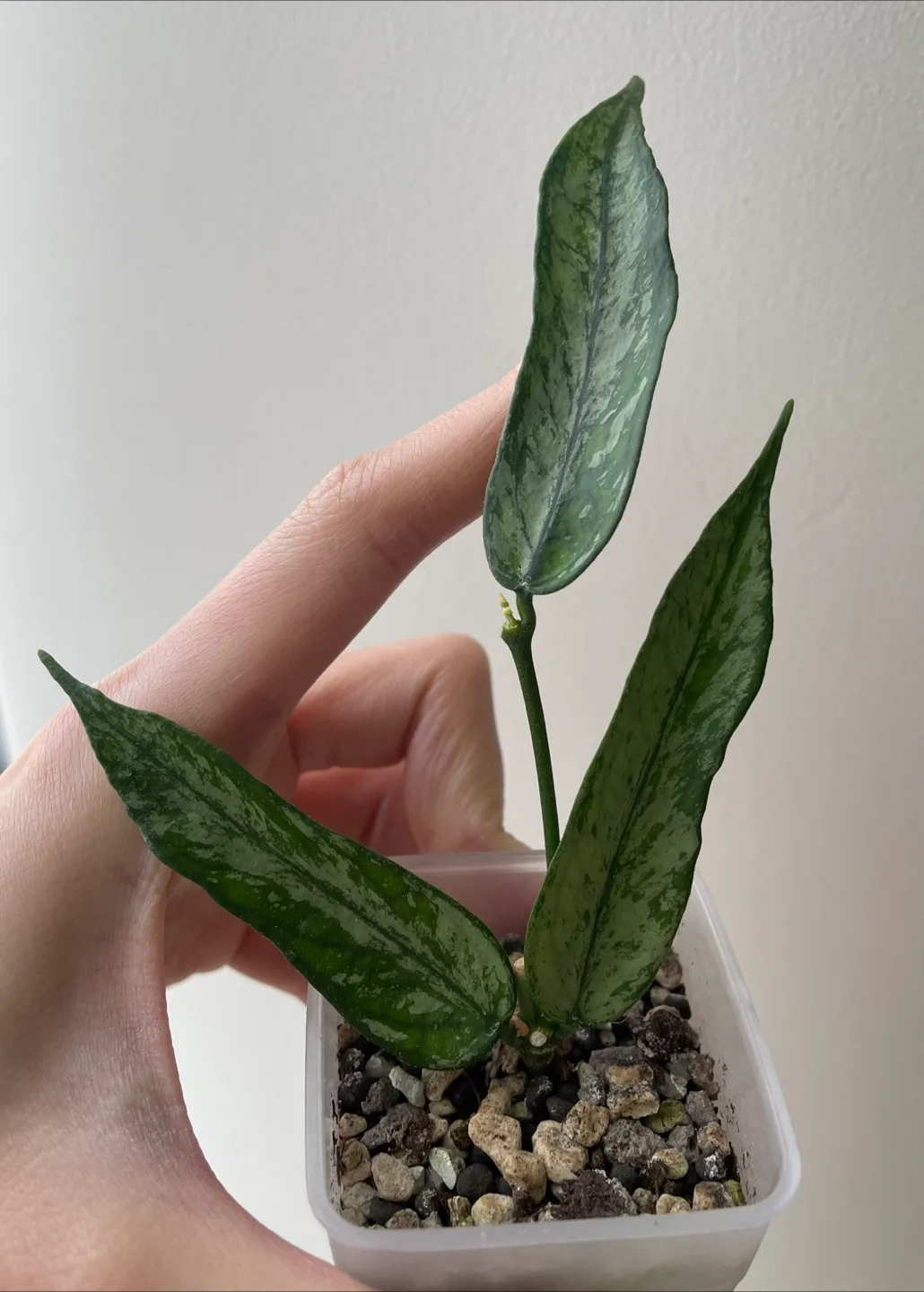 Hoya plant thumbnail