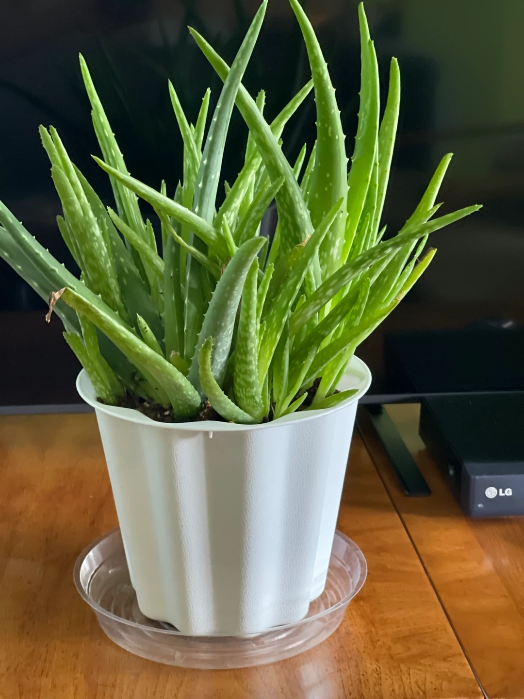 Aloe Vera Plant