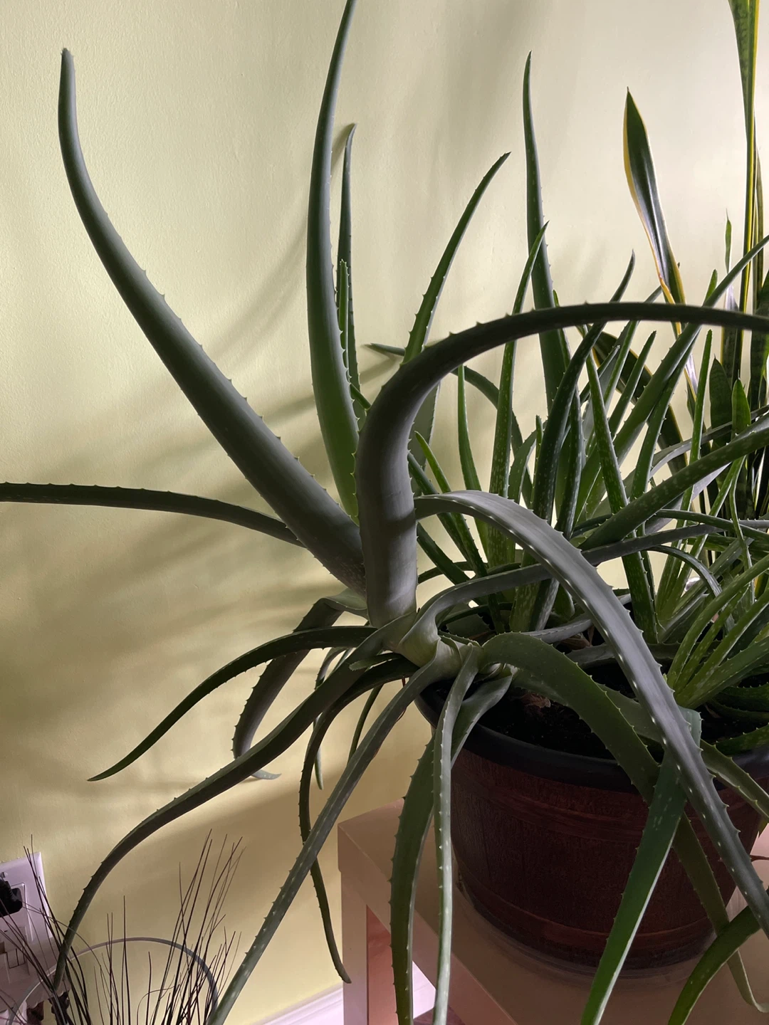 Aloe Vera Plant - photo 2