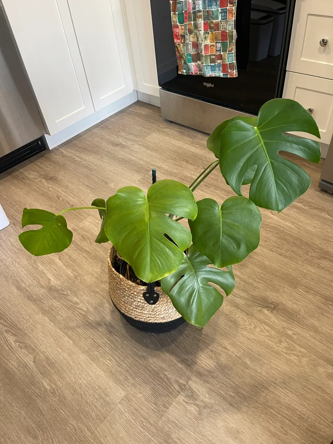 Monstera Plant with Basket