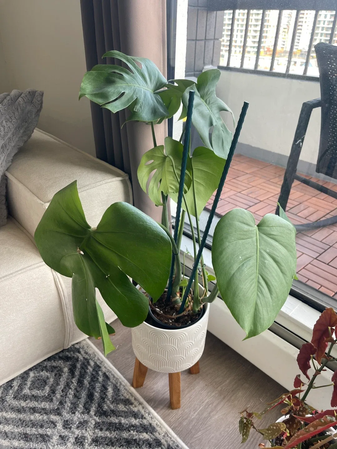 Monstera Plant in White Pot