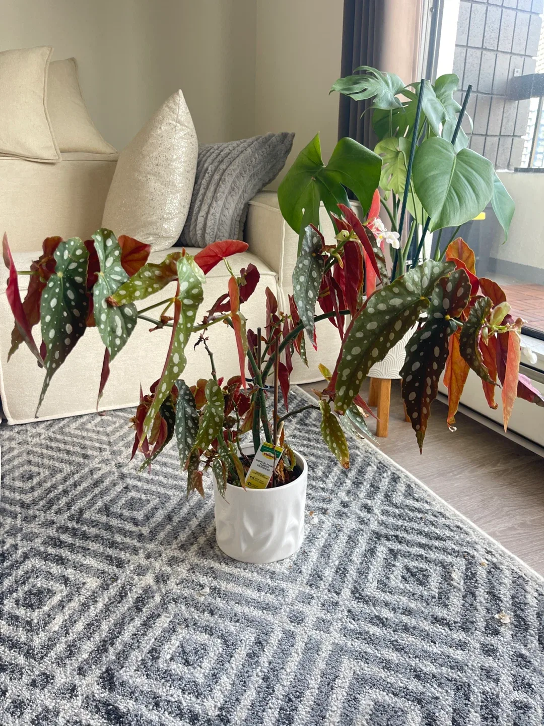 Begonia Maculata Polka Dot Plant