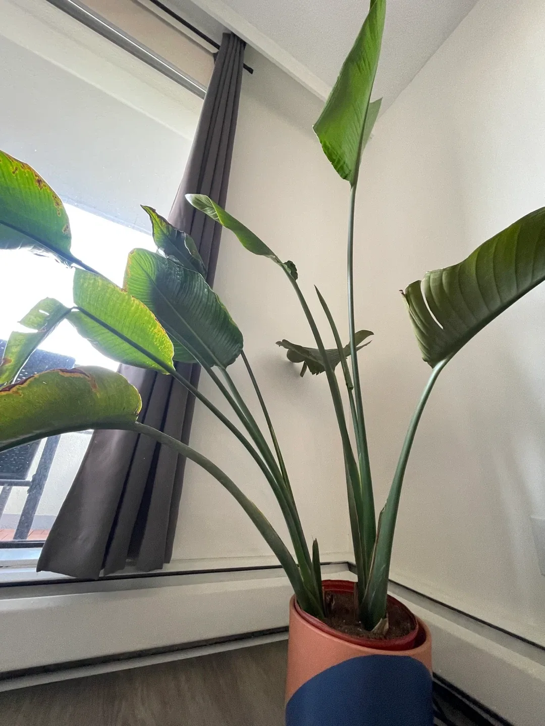 Bird of Paradise Plant with Pot image indicator(2)
