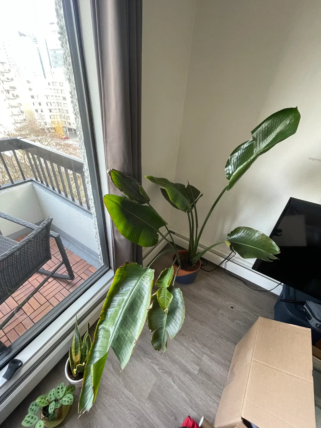 Bird of Paradise Plant with Pot image indicator(3)