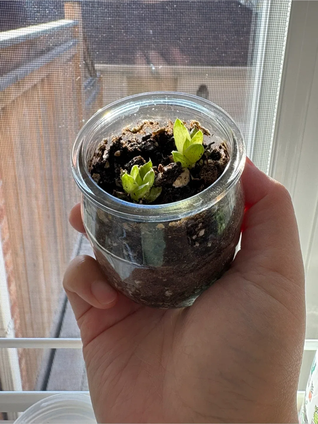 Haworthia succulent Plant in Glass arrangement Jar soil image indicator(2)
