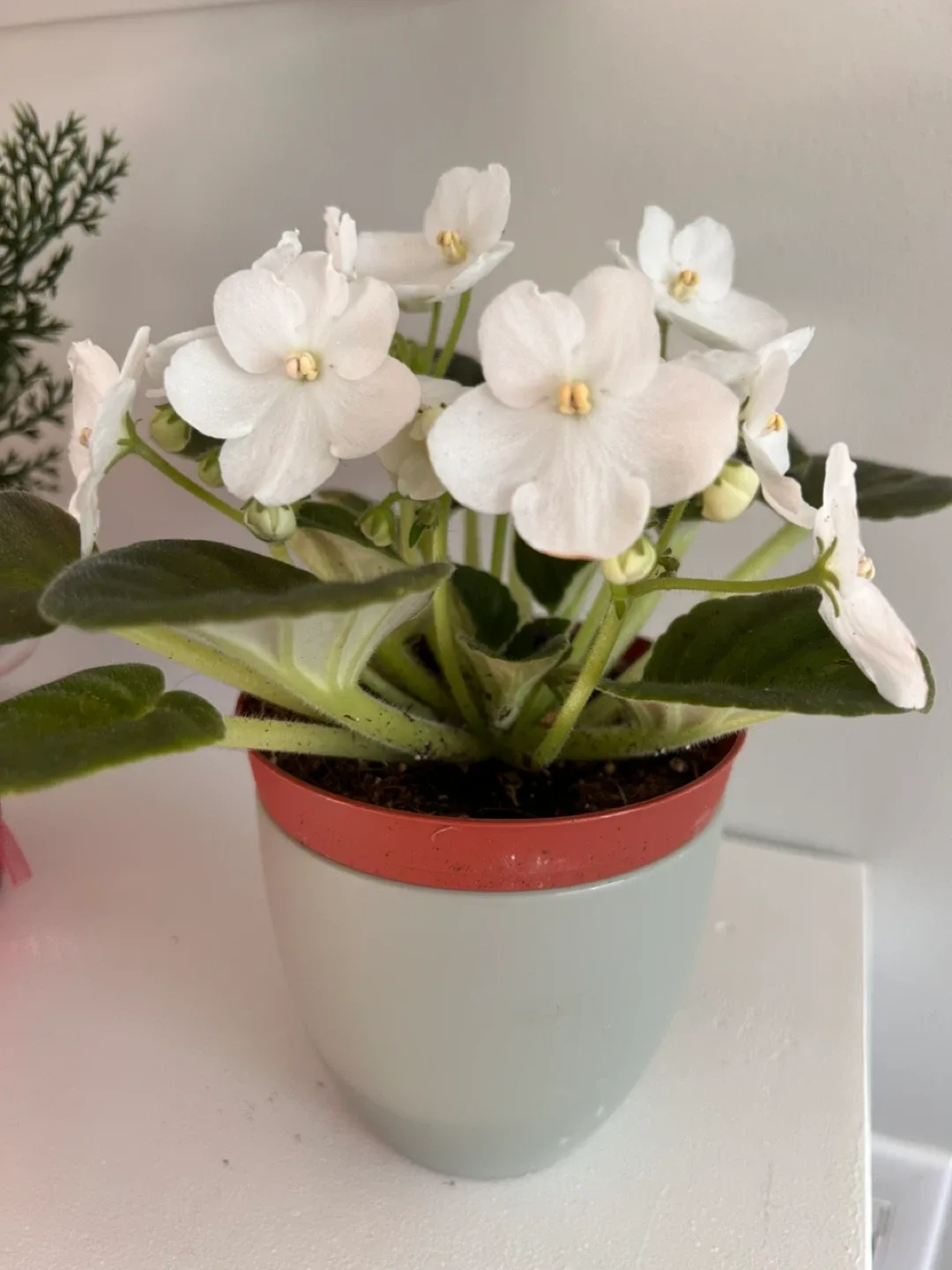 White African Violet with sage 4” ceramic pot image indicator(3)
