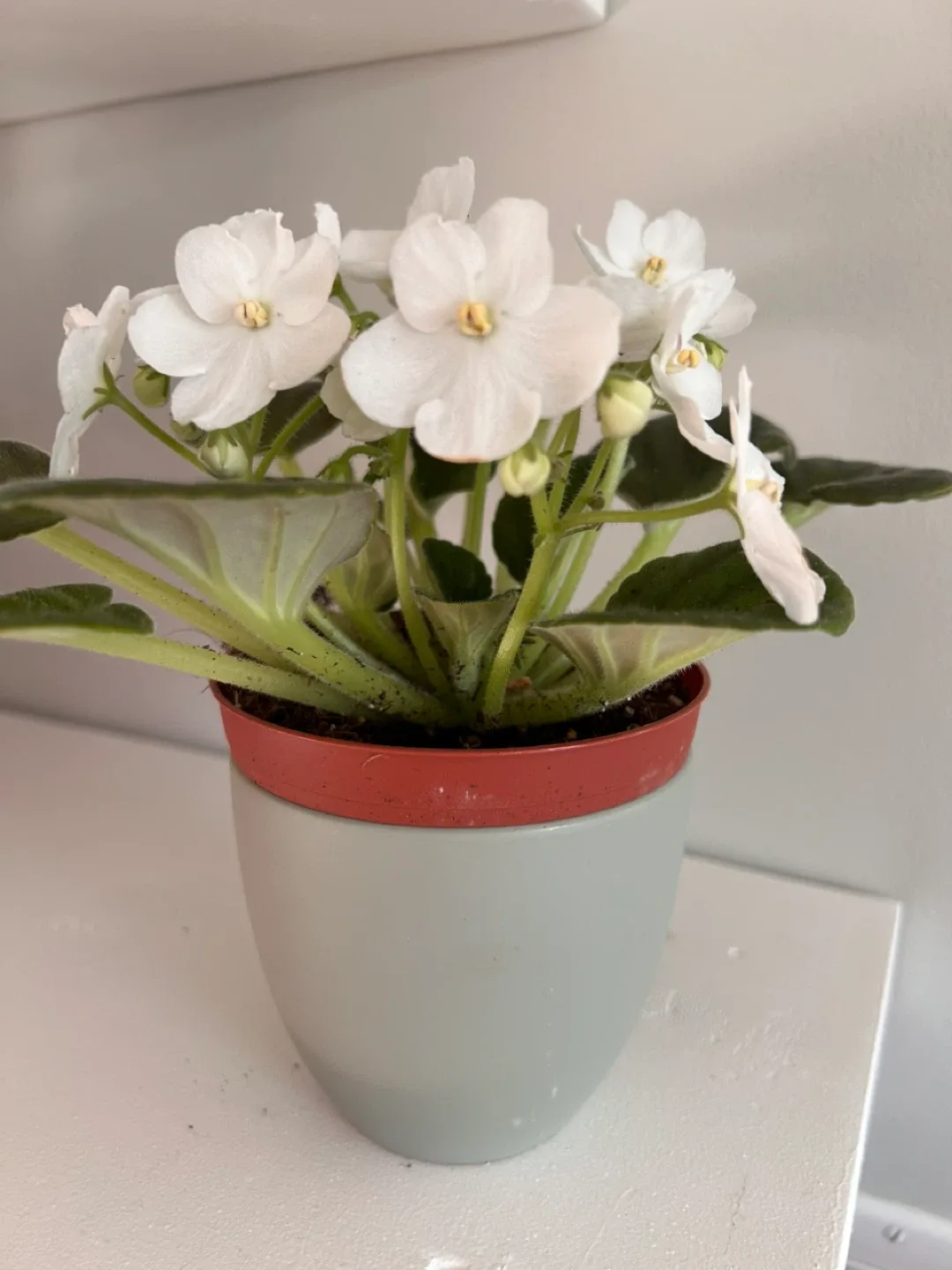 White African Violet with sage 4” ceramic pot image indicator(4)