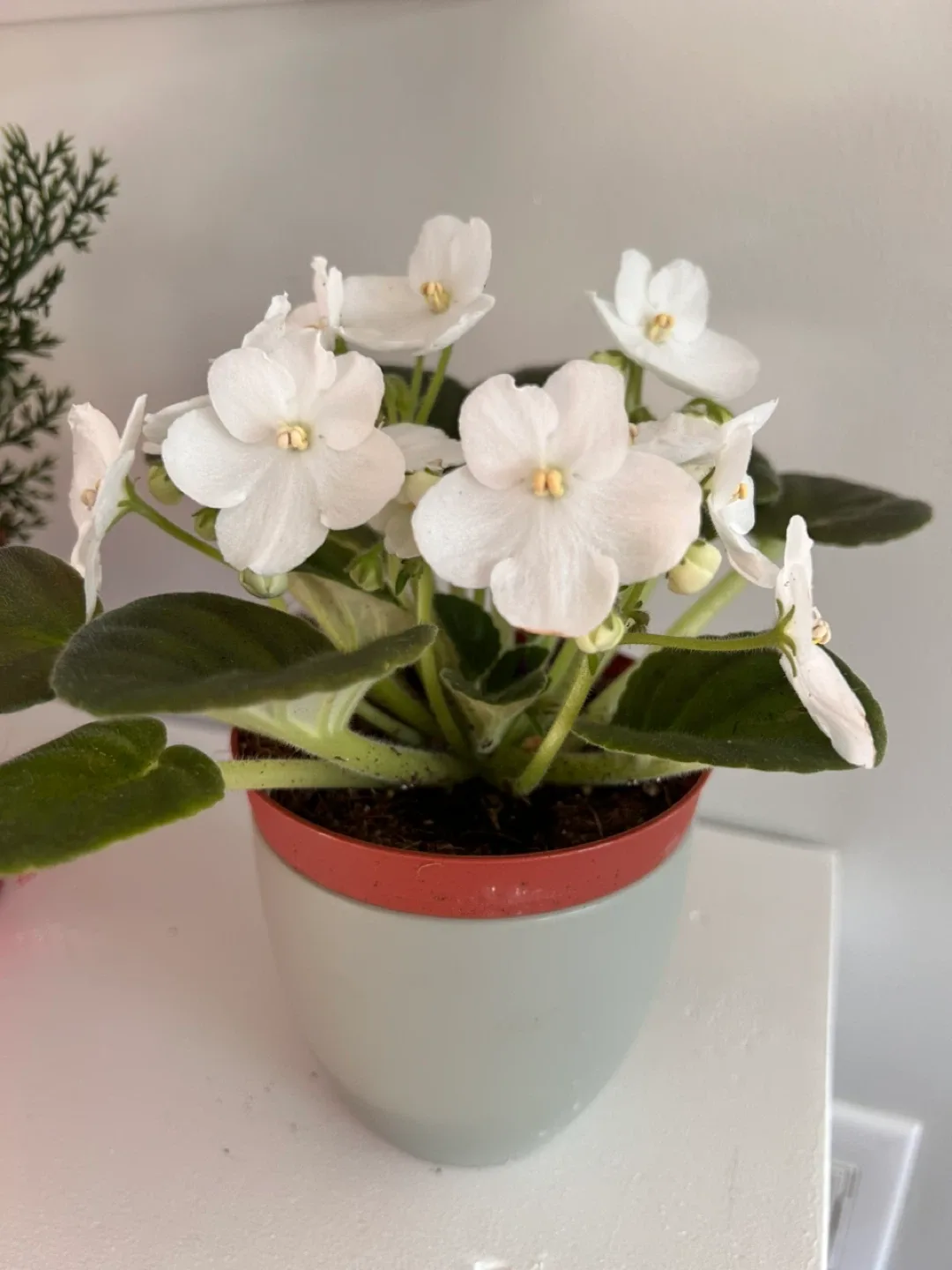 White African Violet with sage 4” ceramic pot image indicator(2)