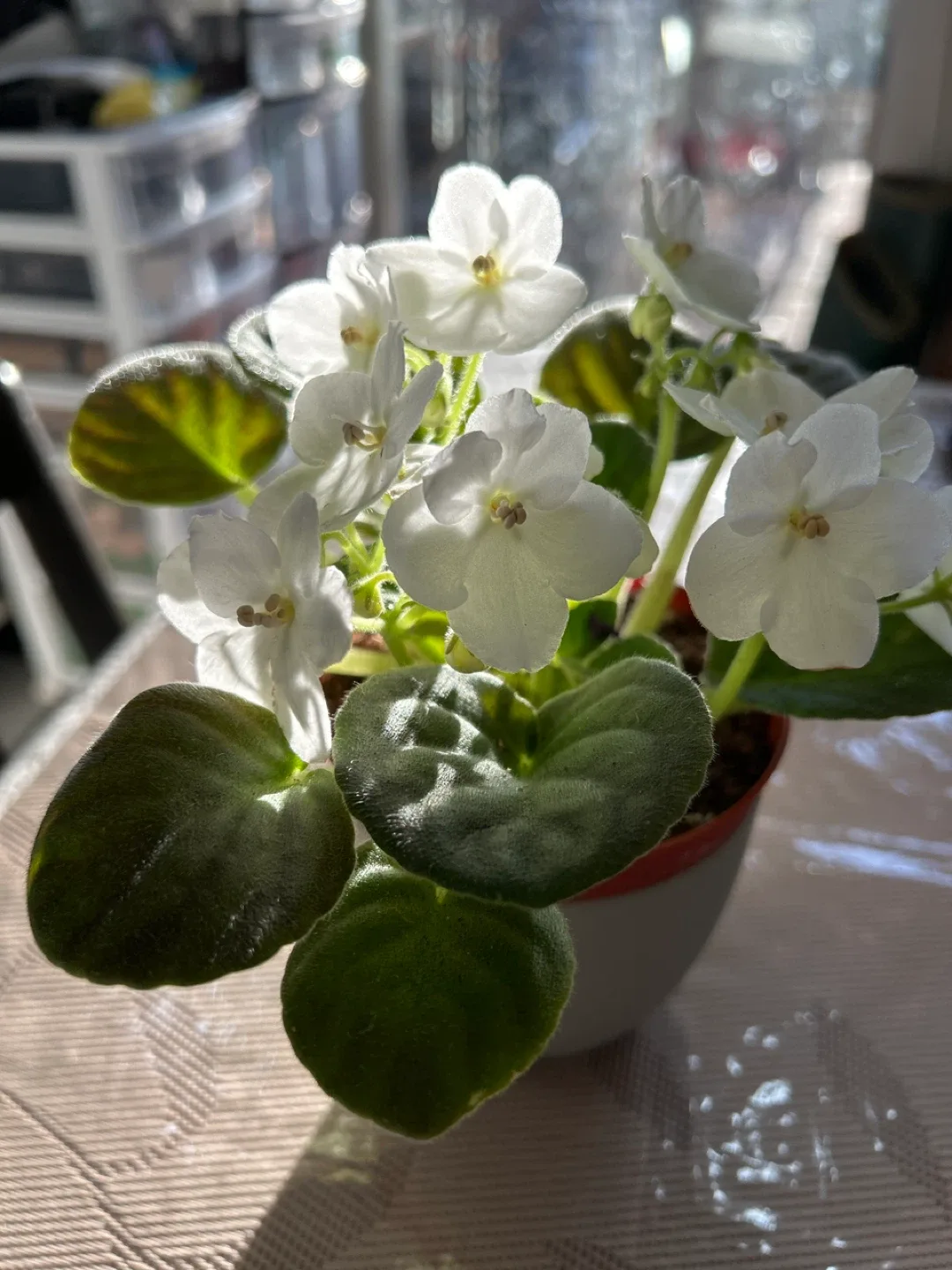 White African Violet with sage 4” ceramic pot