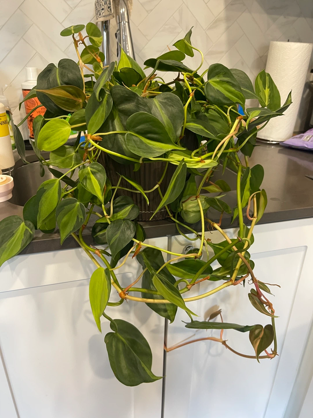 Potted Philodendron Brasil Plant