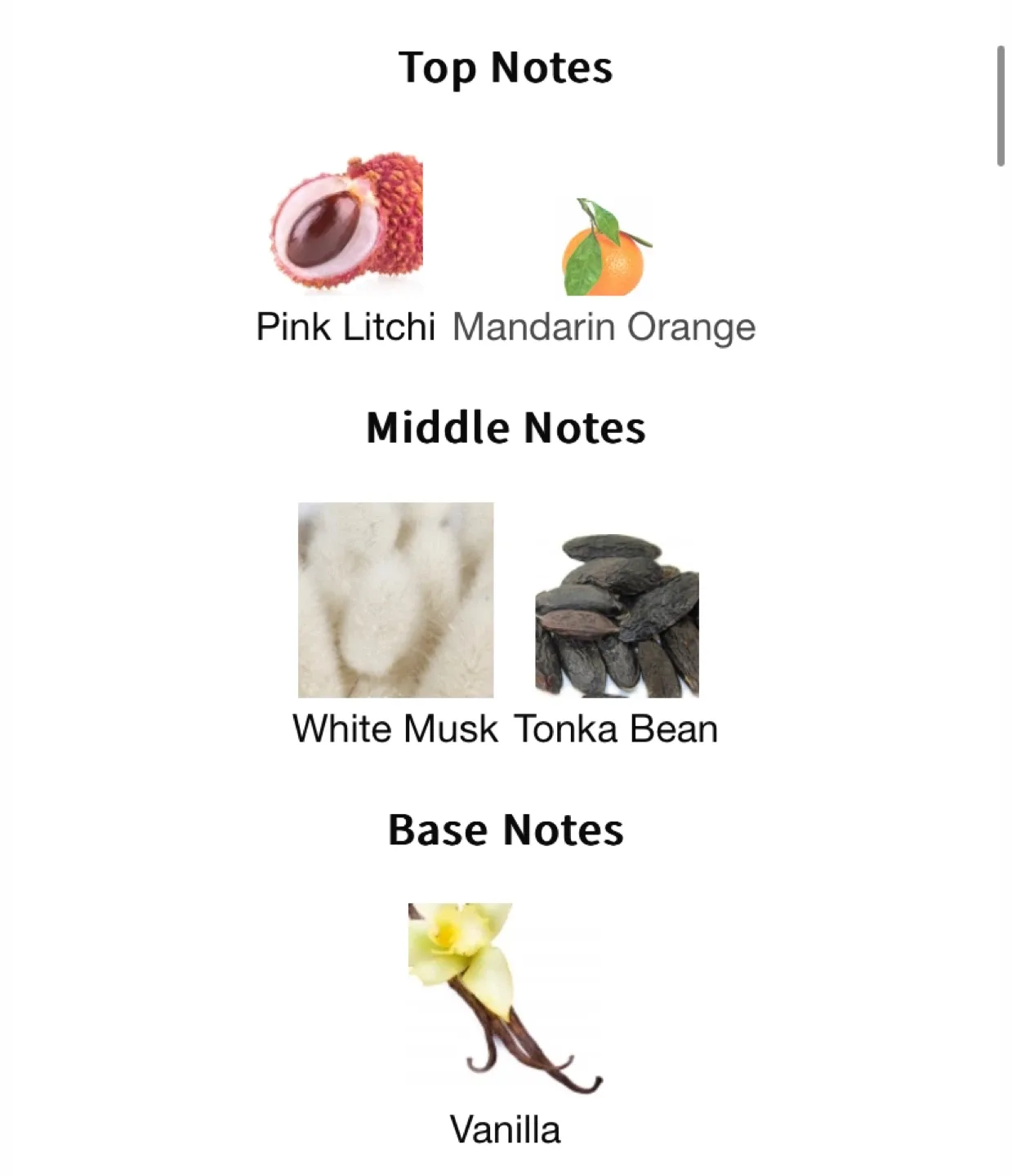 Princes Du Golfe- Night Flower image indicator(3)