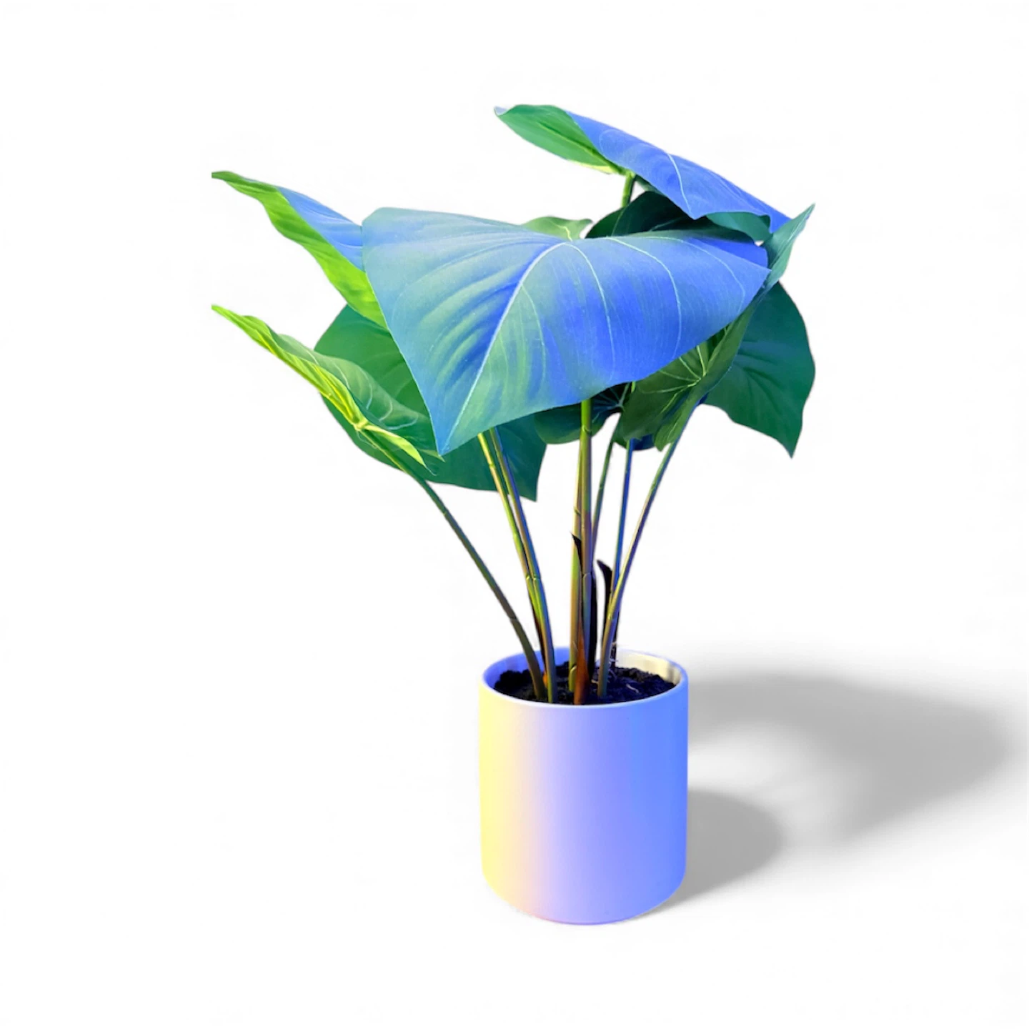 Potted Plant