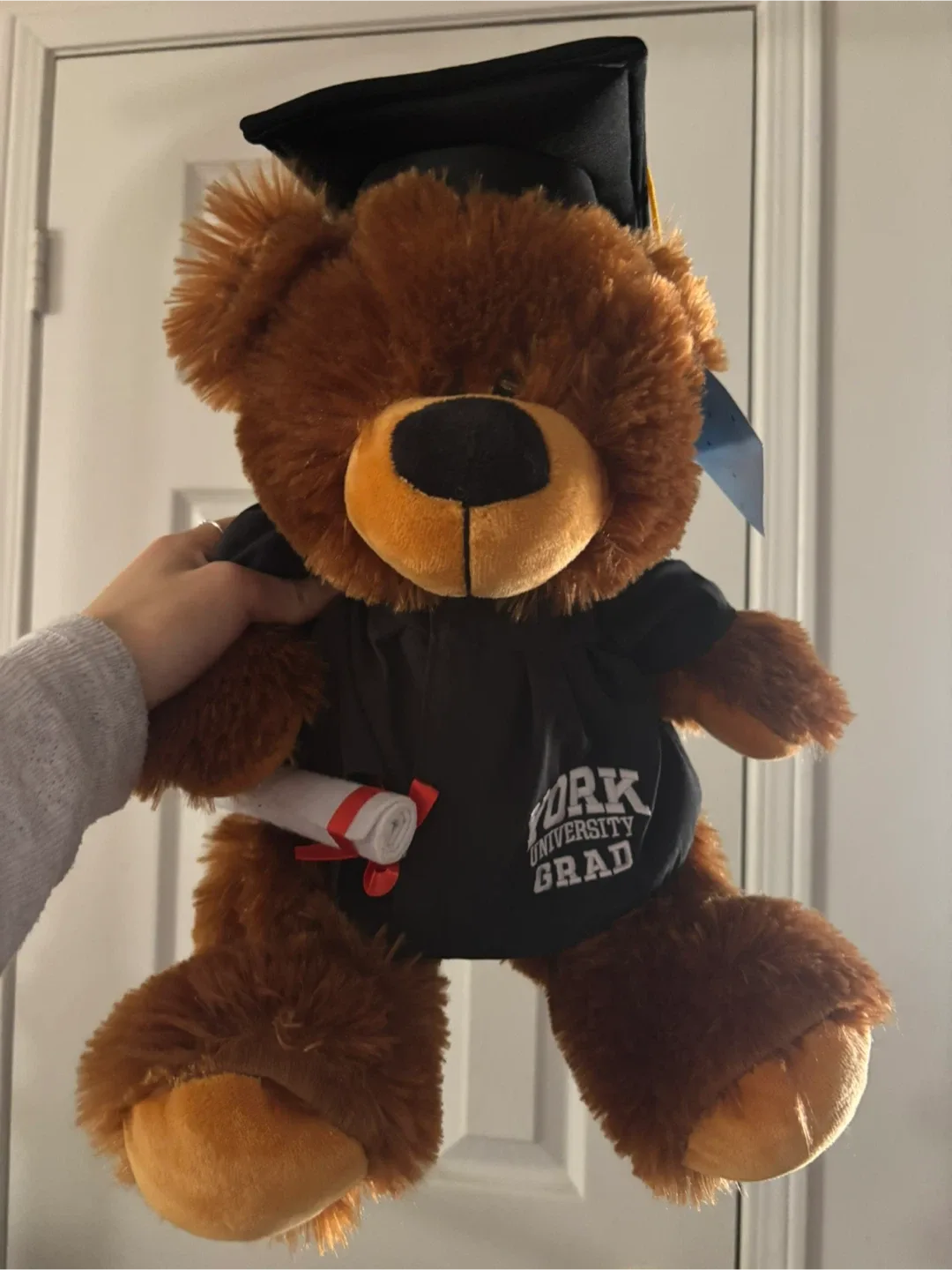 York University Graduation Teddy Bear