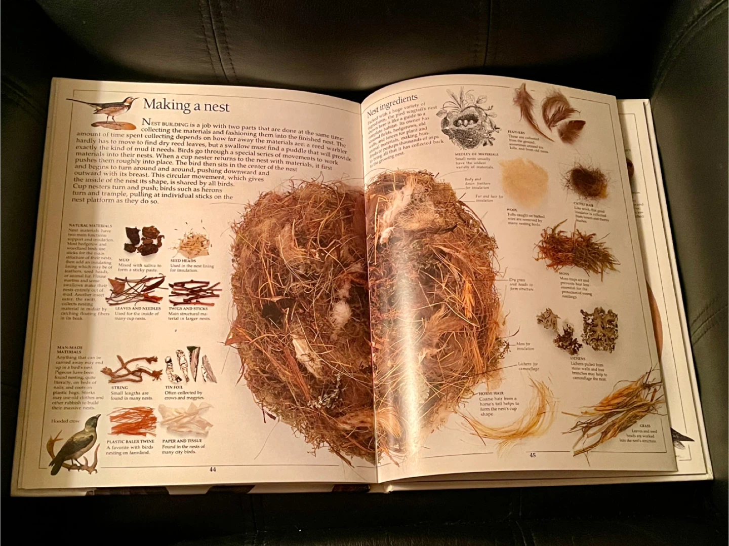 Eyewitness Books: Bird hardcover - photo 2