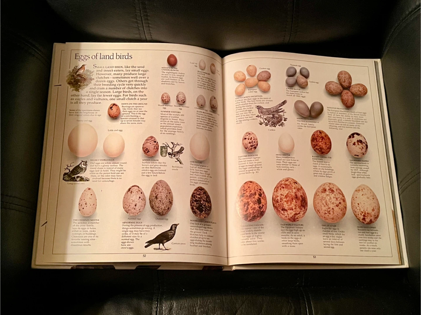 Eyewitness Books: Bird hardcover - photo 3
