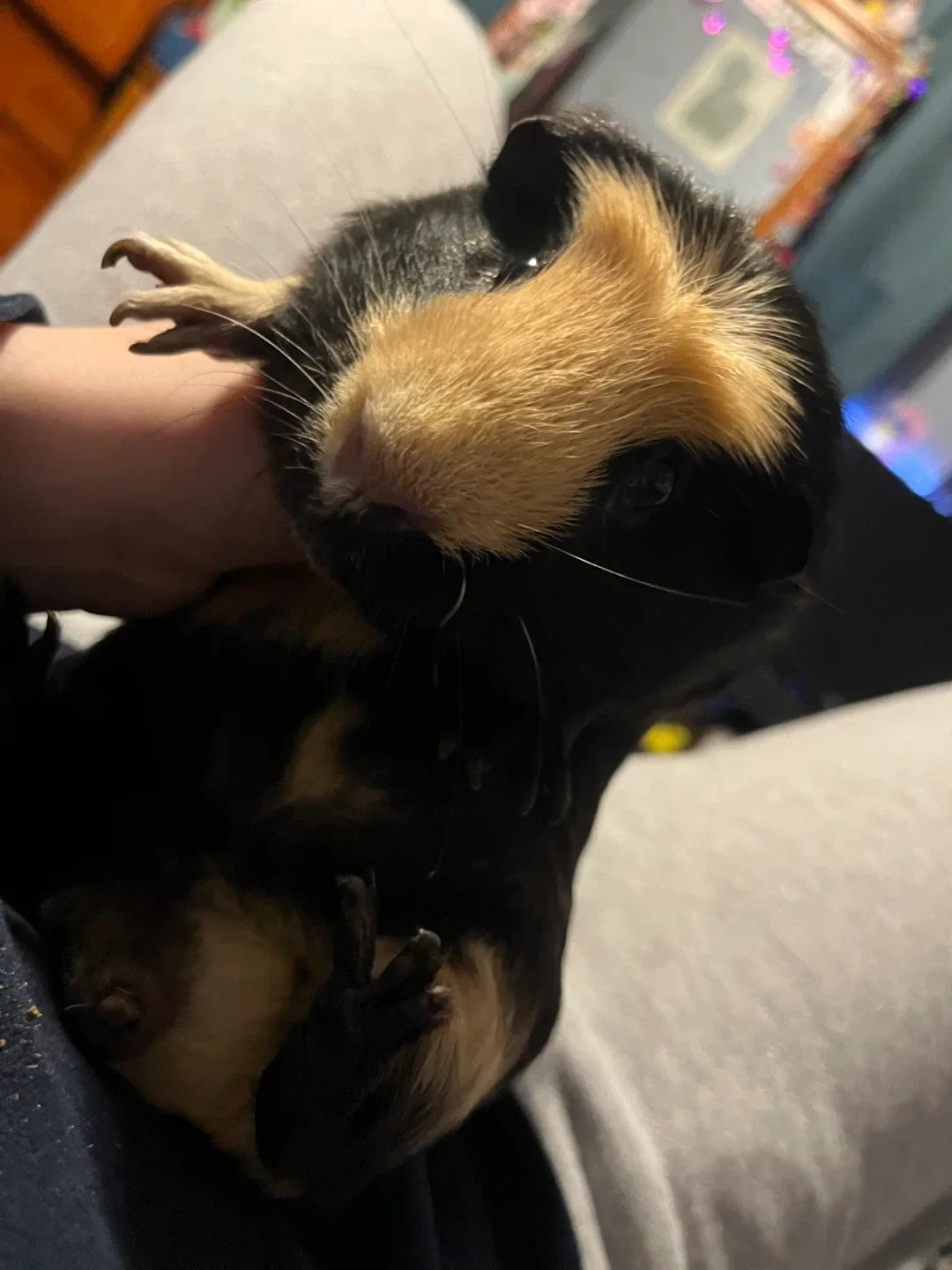 2 3year old brother Guinea pigs
