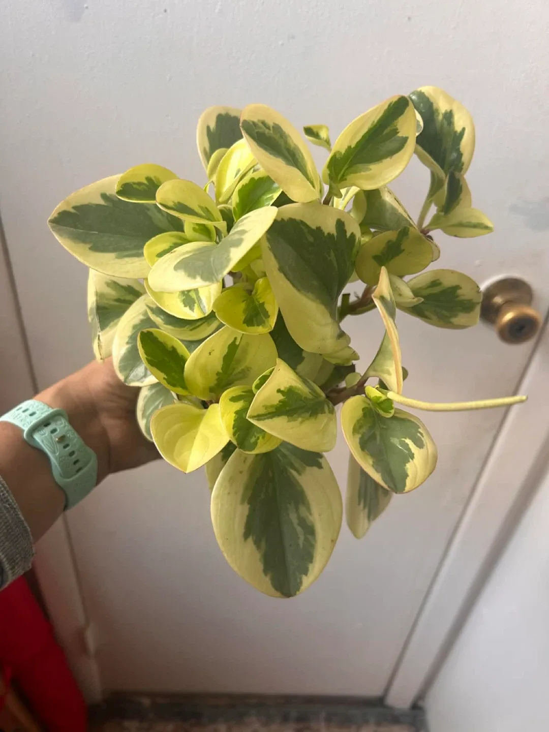 Peperomia read description ⬇️