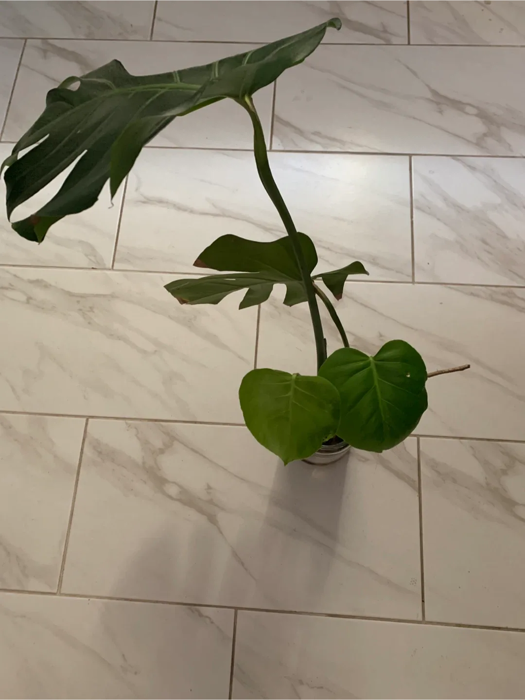 Monstera 2 Plants Cutting/pick up Islington/Evans image indicator(5)