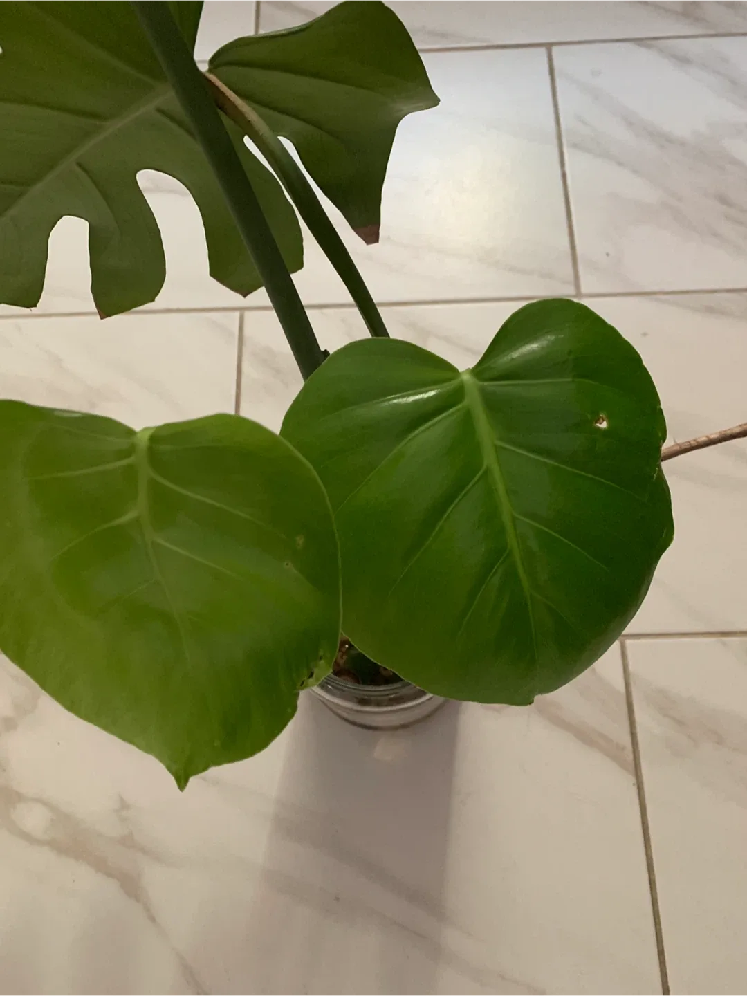 Monstera 2 Plants Cutting/pick up Islington/Evans image indicator(4)