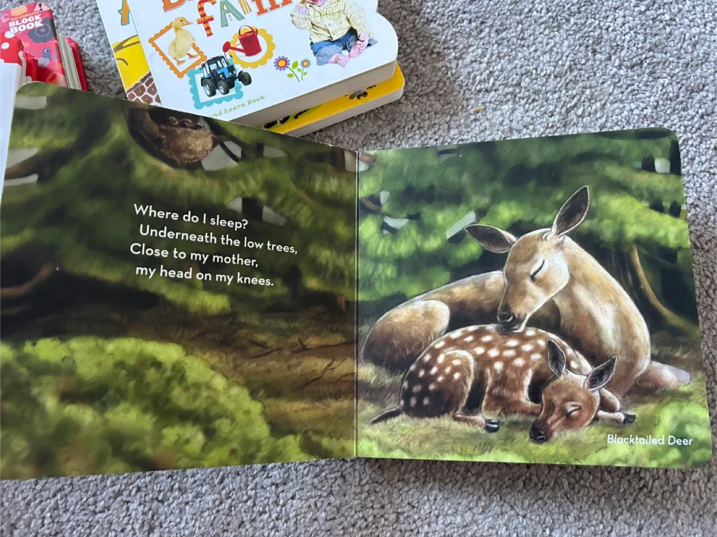 Toddlers board books bundle image indicator(7)