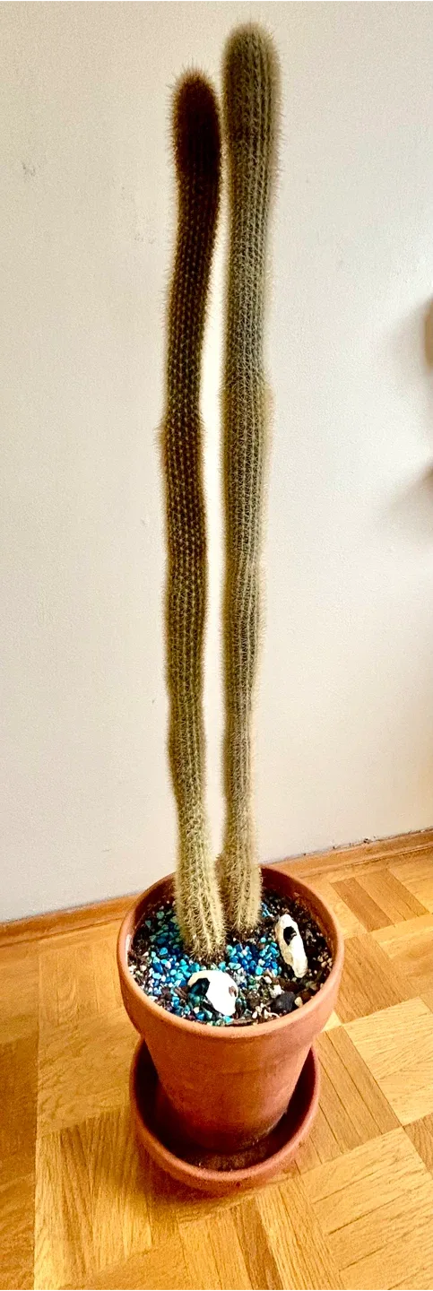 Large Strawberry Cactus thumbnail