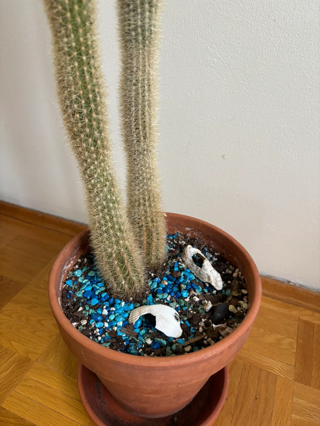 Large Strawberry Cactus image indicator(3)