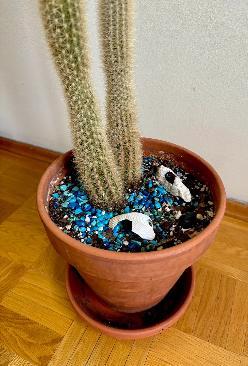 Large Strawberry Cactus image indicator(2)