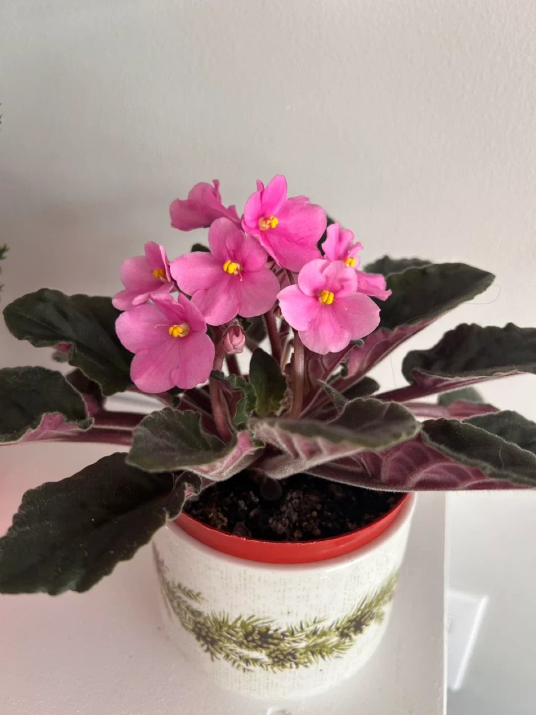 Pink African Violet in FestivePot
